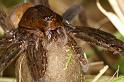 Dolomedes_plantarius_D5142_Z_91_Canal du Nivernais_Frankrijk